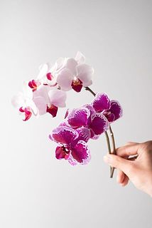 お届けイメージ