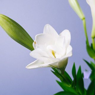 花びらに少し傷がついていることも。開花すると目立たなくなります。