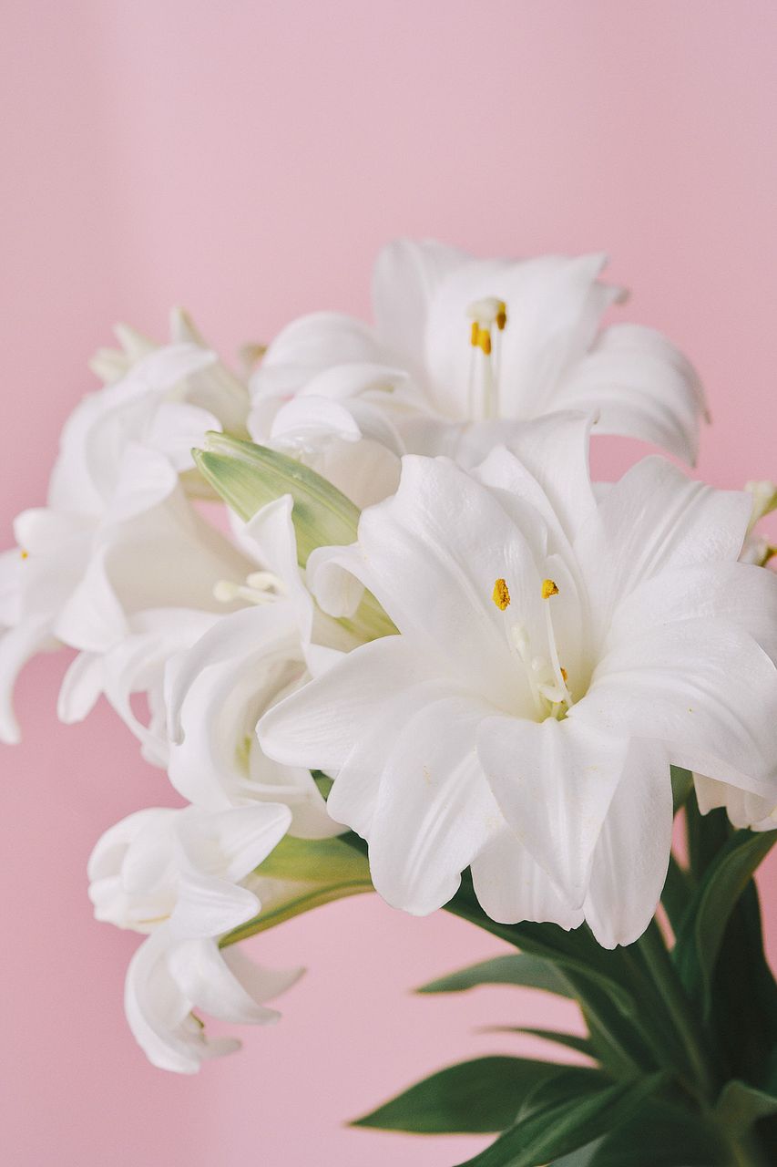 希少八重ゆり「さくや姫」