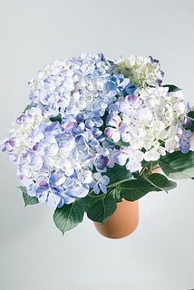 咲き方や色味には個体差がございます