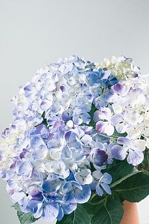 ブルーのグラデーションが美しい✨