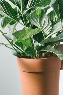 植物を支えるために支柱がついています