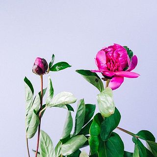 芍薬はお届けの際に、硬めの蕾で届くことも。ゆっくり咲いてきますので、ぜひお手入れ方法を読んでみて。