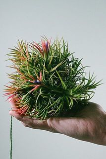 たくさんのエアプランツが集合していてかわいい。