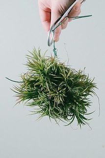 形には個体差があります。