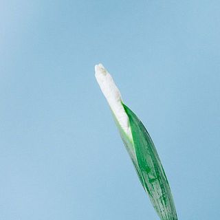 花に傷が見られることがあります。自然のもののためあらかじめご了承ください。