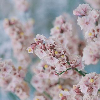 〜春の景色〜ミモザハイブリッドスターチスの春待ちフライングリースドライフラワー 春の息吹が近づいてきました！（国営武蔵丘陵森林公園） | 一般財団