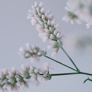 ぷりぷりしていてかわいいのは八重咲き。ここからふわっと開きます。