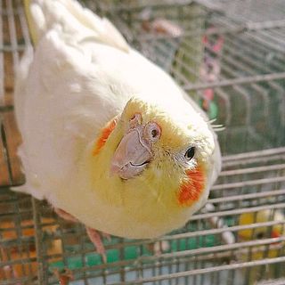 農園名の由来は、一緒に暮らすオカメインコのムゥちゃん。