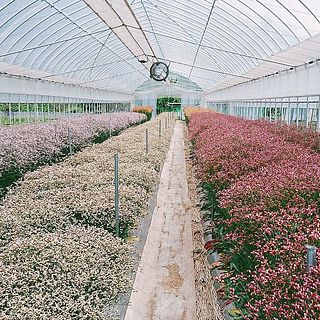 ハウスで大切に育てられたハイブリッドスターチス。