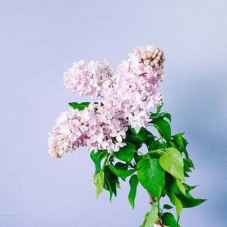 212　フランス産　ライラック　カルベティエム♪ 212 フランス産 ライラック カルベティエム♪ K♡様専用 フランス直