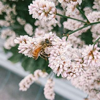 ミツバチもやってきます。