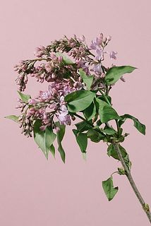 しょんぼりしていても水揚げで復活する可能性が高いです。お手入れ方法を見てみて👀