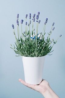 枝ぶりや花付きには個体差がございます。