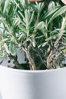 光が当たらない鉢に近い部分は枯れる特性がございます。品質には問題ございませんのでご安心ください。