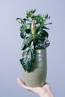 蕾の膨らみ具合や数には個体差がございます。
