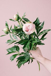 蕾の状態でお届けしますが、入荷時に少し咲いているものや、輸送中に開花が進んでしまうことも。