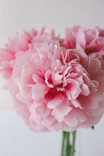 こちらはエッチドサーモン。比較するとこちらの方がはっきりとした色合いです。