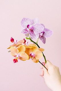 お届けイメージ