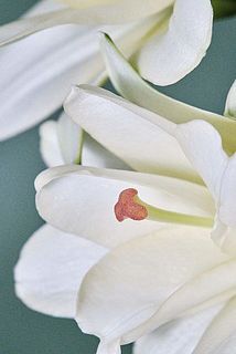 無花粉品種なので気軽に飾れます。