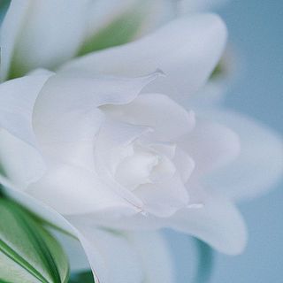 しっとりした質感の花びら。花粉はありません。