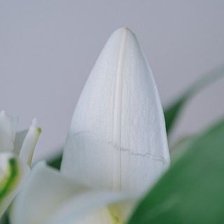 花びらはとても繊細なので、傷がつきやすいです。気になる場合は、優しく取り除いてください。