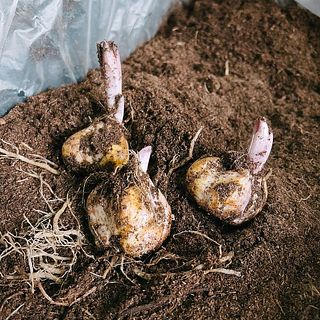 オランダやニュージーランドから届いた球根。ここから美しい百合に育てます。