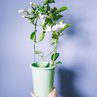 鉢の色はどちらかが届きます😍