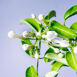 花のつき方には個体差がございます。ご了承ください。