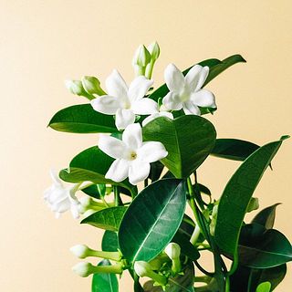 いい香りがたまらない😍