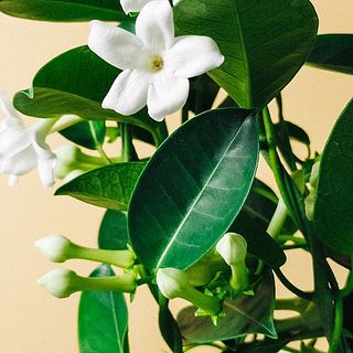 葉のつき方には個体差がございます。ご了承ください。