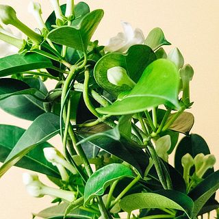 アーチが交差してついています。