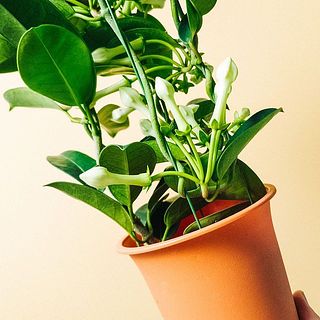 4箇所支柱が鉢に添えられています。