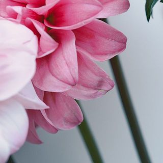 ダリアはとても繊細。花びらには傷がついていることも。弱っている花びらは取ってあげましょう。