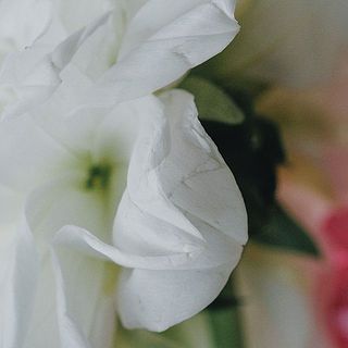 傷付きやすいため、気になる場合は優しくとってあげて（写真に写っているダリアは別の品種です）。