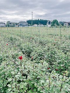 圃場の様子をご紹介