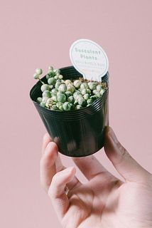 形、実付きには個体差があります。