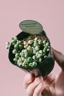 一部、変色している葉がある場合がございます。