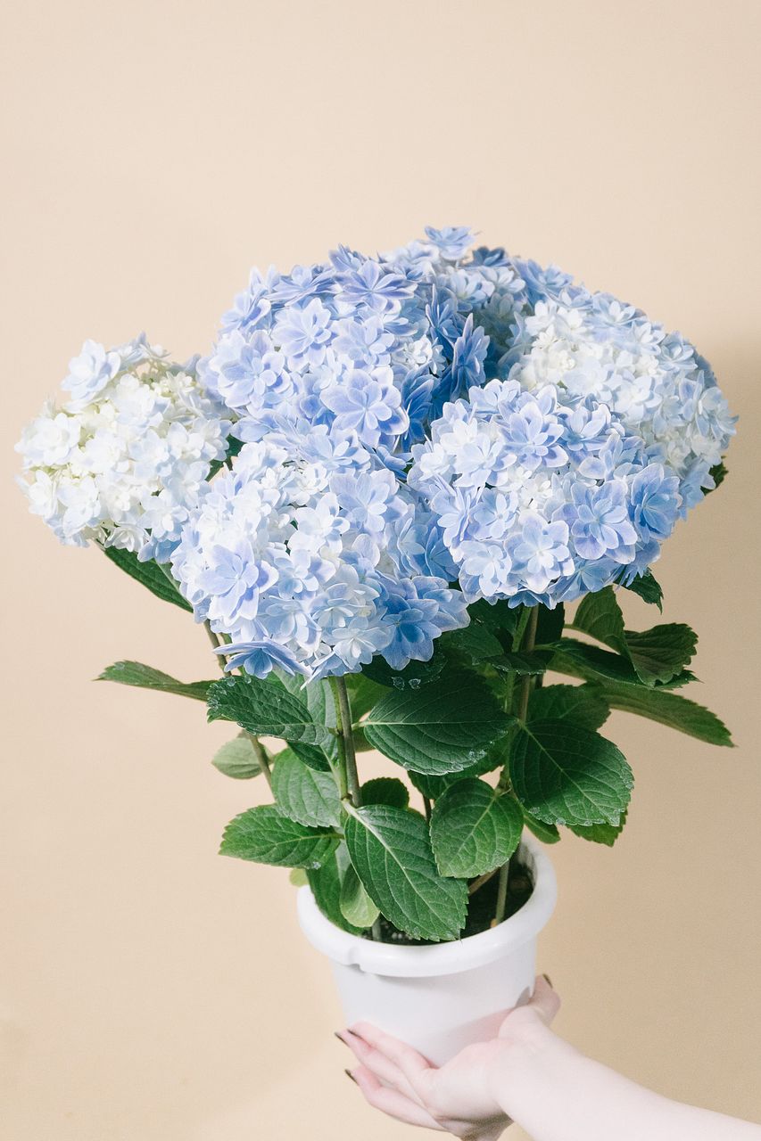 紫陽花「万華鏡」（ブルー）