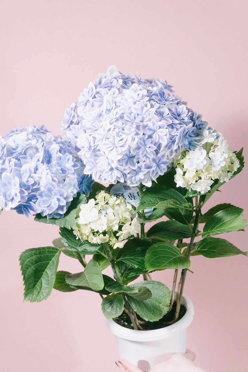 All flowers⭐️新品レア含む6枚set⭐️ラベンダー　カモミール　紫陽花 紫陽花「万華鏡」（ブルー）