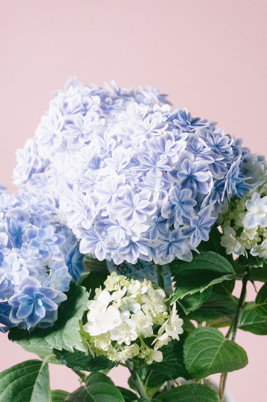 紫陽花「万華鏡」（ブルー）