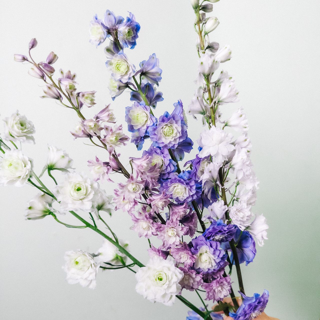 八重咲きデルフィニウム