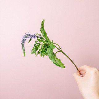 ベロニカの紫は少し短かめでお届けします