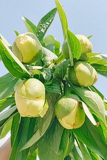 センティアさんから写真が届きました！5本お届けします。