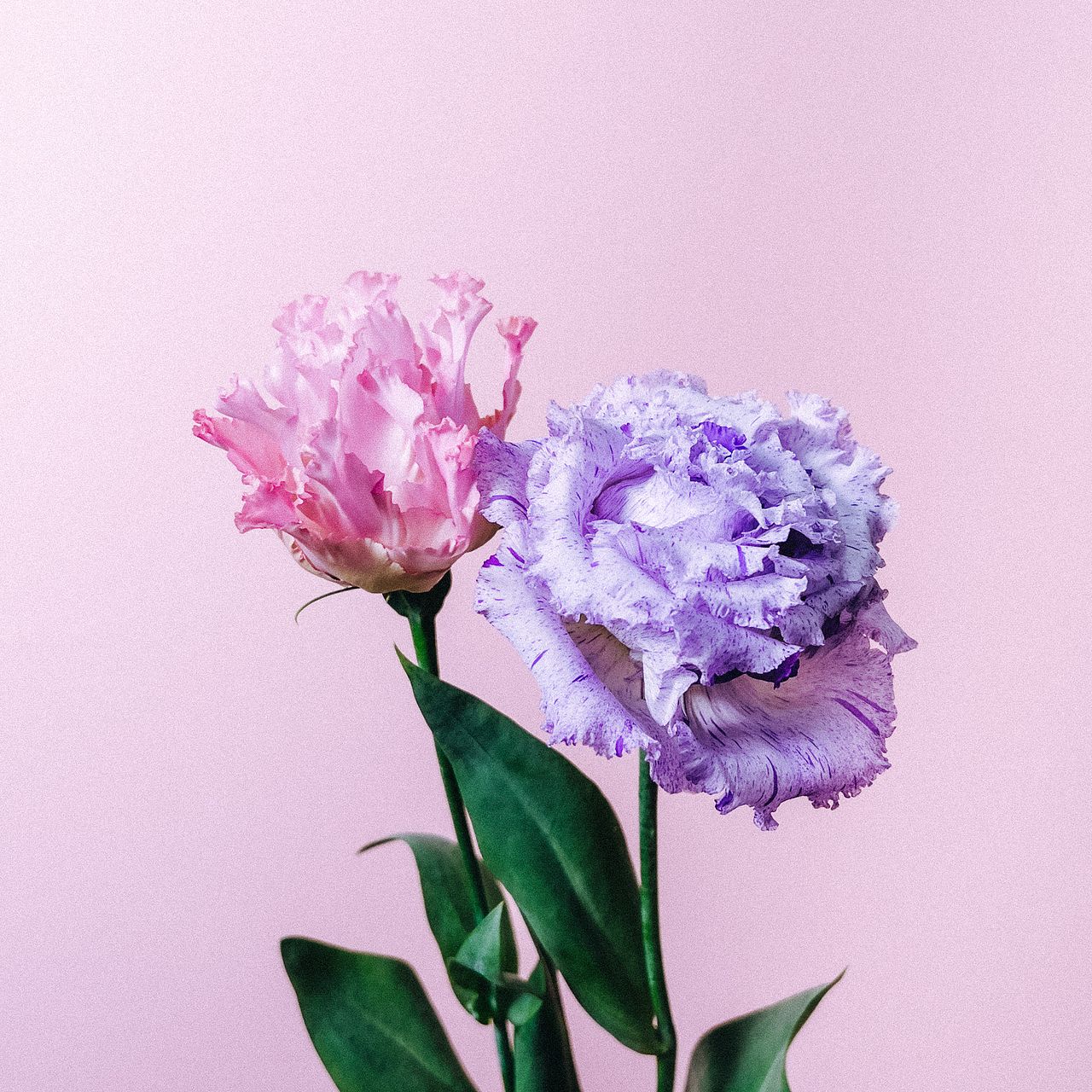 large_60648a31-256f-46dc-a0bb-