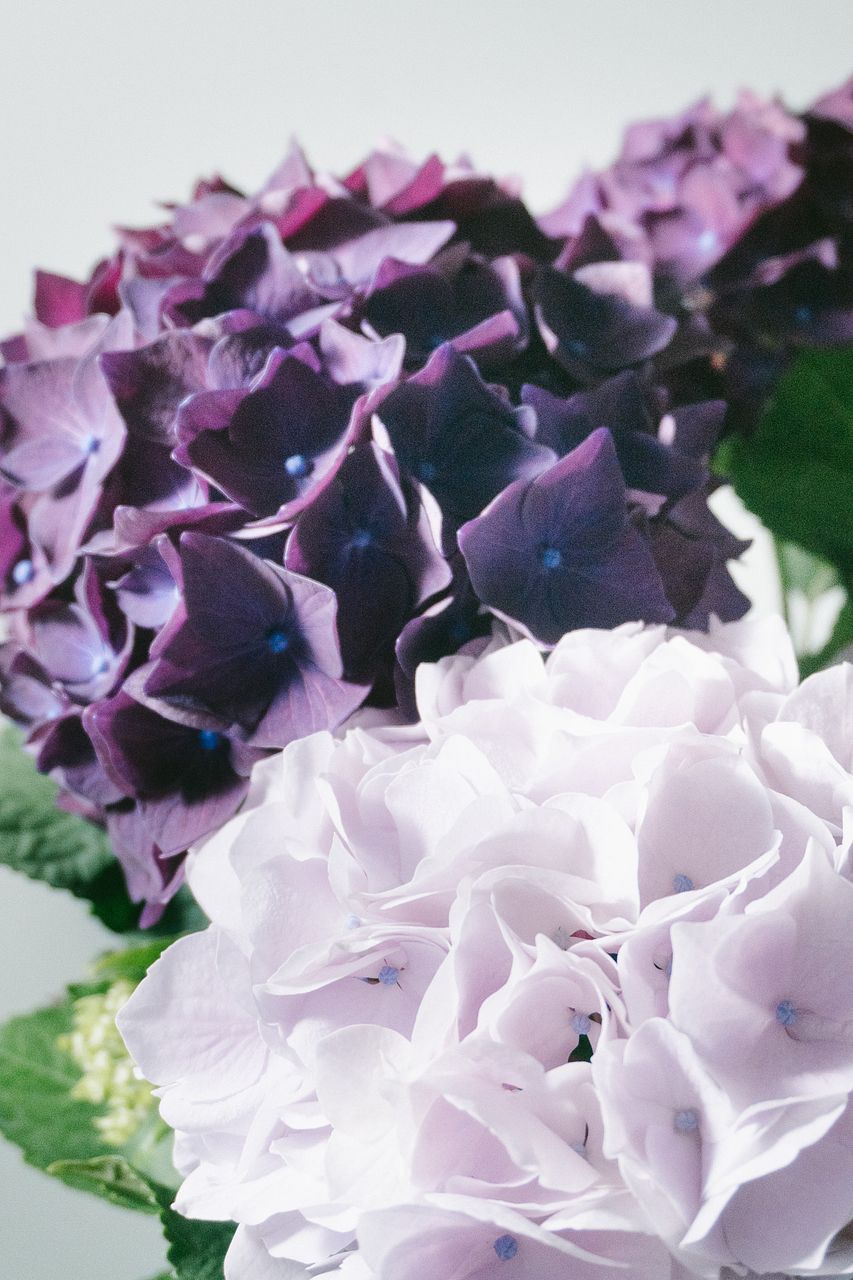 紫陽花「マジカルマーブル」