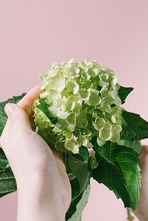 手のひらサイズの小ぶりなミニ紫陽花です