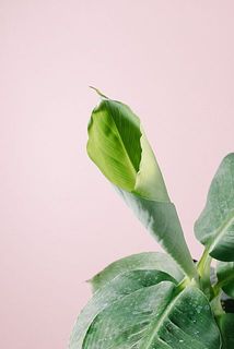 新芽はくるんとしていてかわいい。