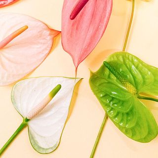 組み合わせはお楽しみ。5本お届けします。