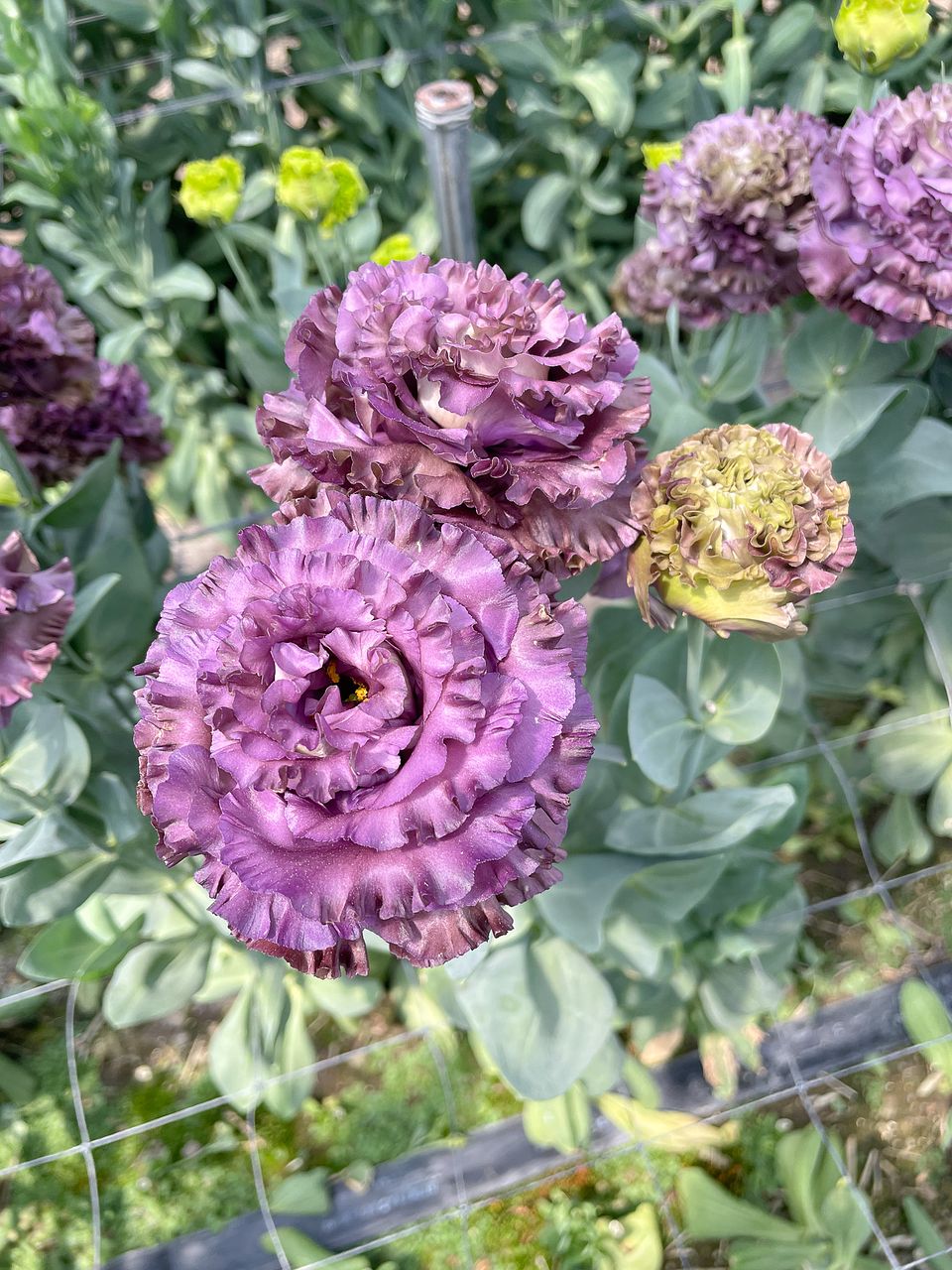 トルコ桔梗60本セット 品種名　　セレブブルー「紫」 首花長さ約20センチ〜 トルコ桔梗60本セット 品種名 セレブブルー「紫」 首花長さ約20センチ